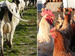 Besonderheiten der Tierhaltung im Ökolandbau