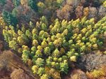 Drohnenaufnahme eines Herbstwaldes von oben