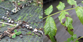 Diese Abbildung besteht aus zwei Teilbildern. Links ist ein vergrößerter Abschnitt einer Eschen-Blattspindel auf dem Boden zu sehen. Die Blattspindel ist komplett schwarz gefärbt. Auf ihr wachsen kleine weiße Pilze. Rechts ist ein Ausschnitt eines Eschenblattes zu sehen. Die Fiederblätter sind grün und zeigen vereinzelt größere schwarze Flecken.   