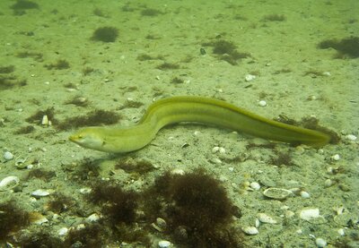 Aal am Gewässergrund.