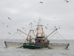 Impact of brown shrimp fishery on benthic habitats (CRANIMPACT)