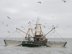 Auswirkungen der Garnelenfischerei auf den Meeresboden (CRANIMPACT)