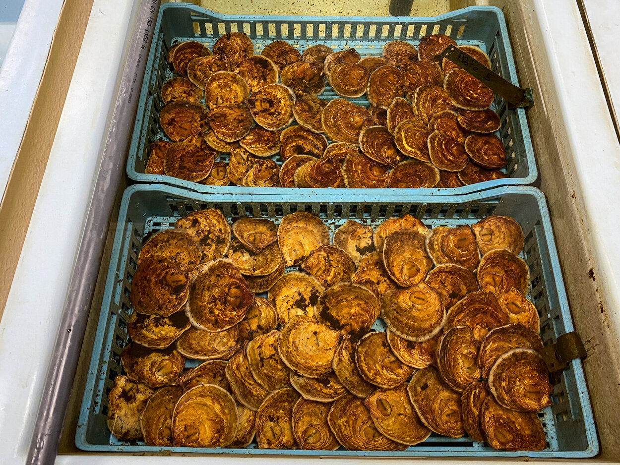  There are brown oysters in two baskets in a water basin.