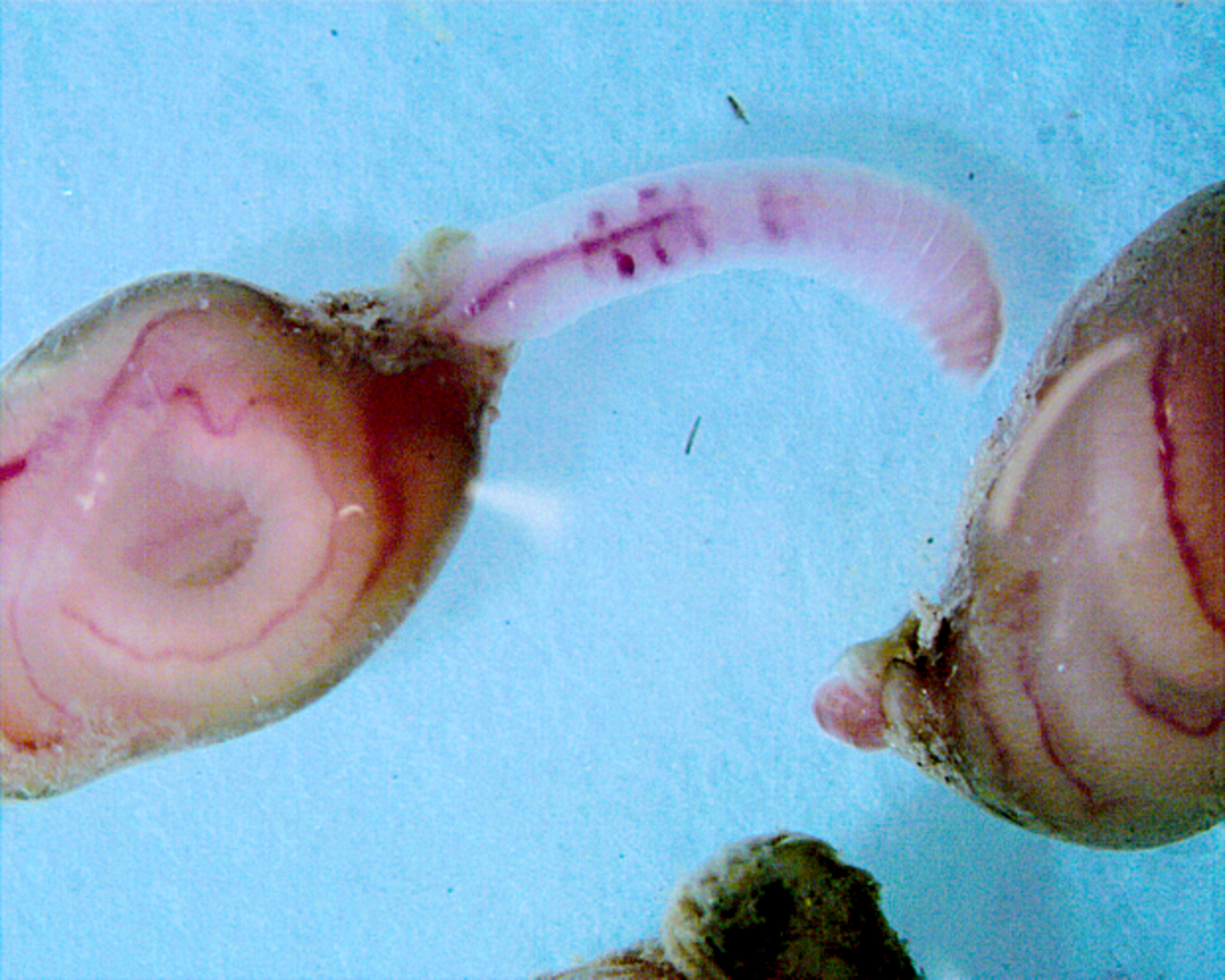 A juvenile earthworm of the species Aporrectodea caliginosa leaves its cocoon