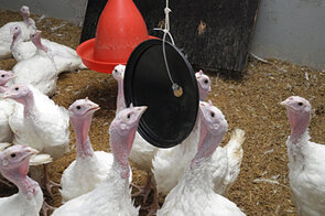 Beschäftigung für Putenhennen