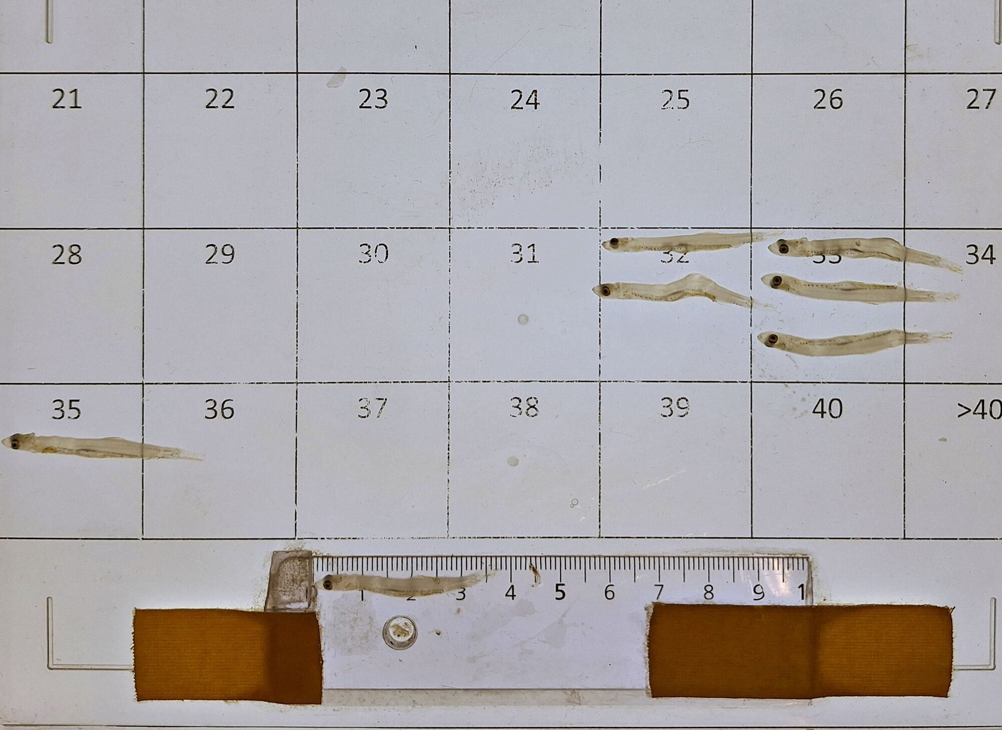 Mehrere zum Vermessen vorbereitete Heringslarven.