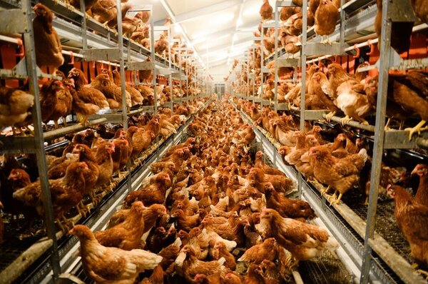 Ein voller Hühnerstall auf mehreren Ebenen