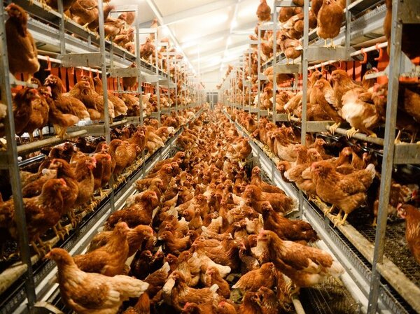 Ein voller Hühnerstall auf mehreren Ebenen