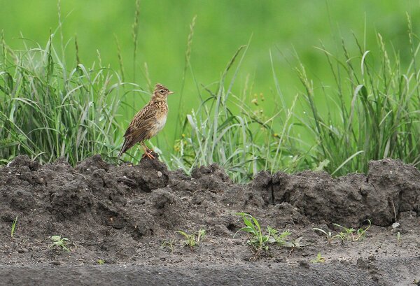 Skylark