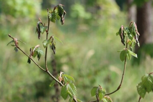Spätfrostschäden an einer jungen Buche.