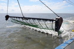 Pulse trawl for shrimp fishery