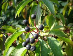 Gebietsheimische Gehölze