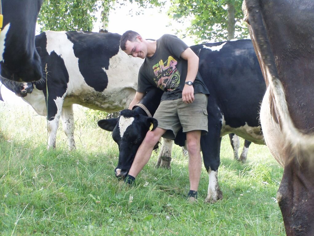 Rinder auf einer Weide, eine Person leht sich an ein Tier und streichelt es