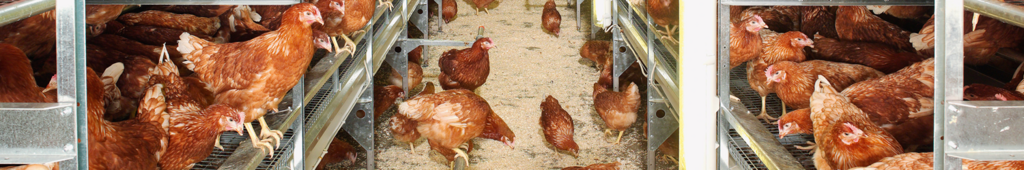 Blick in einen Hühnerstall