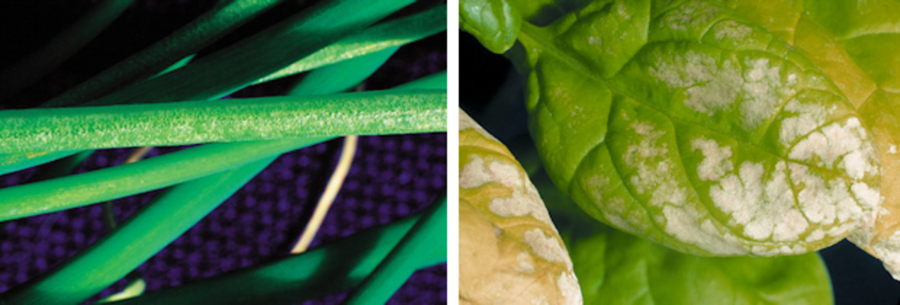 Ozone damage on leafy crops reduces their market value (left: salad onion; right: spinach)
