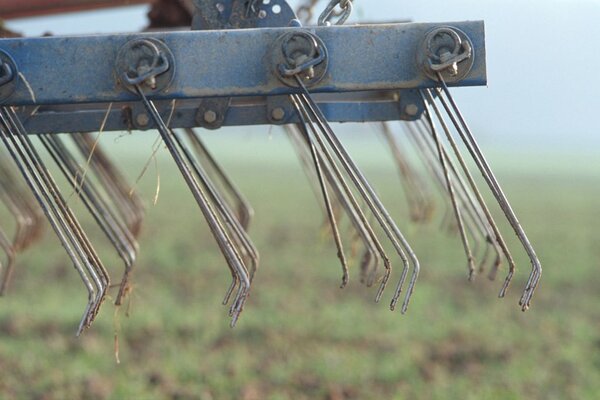 Beikrautregulierung mit Striegel.