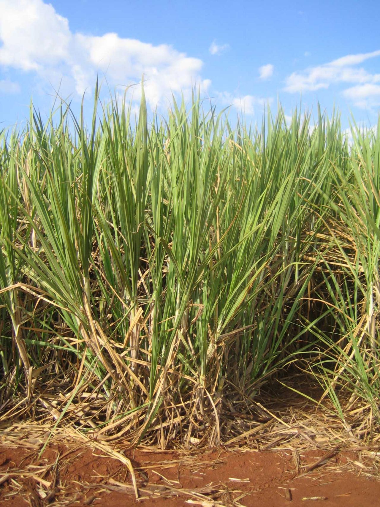 Sugar cane field in Brazil