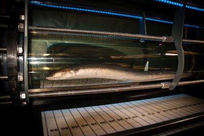 Aal in einer mit Wasser gefüllten Röhre aus Plexiglas schwimmend.