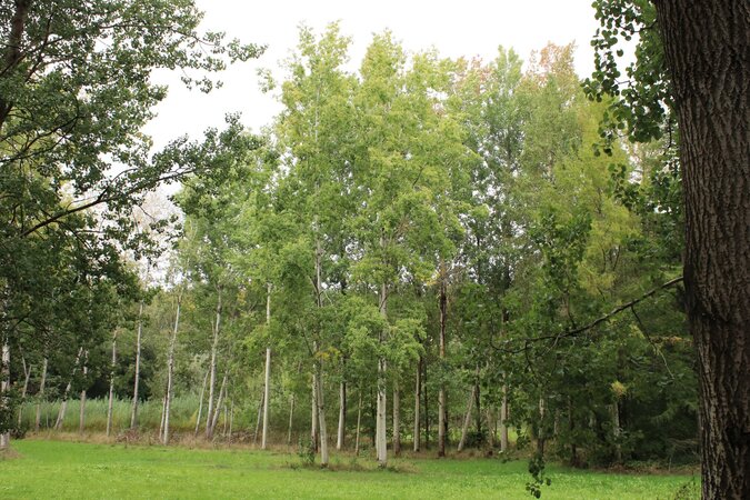 Several poplars planted in rows. In the foreground a lawn.