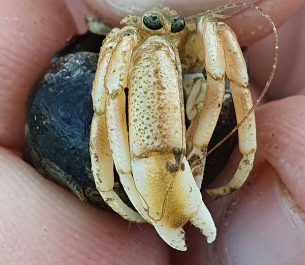 Ein Einsiedlerkrebs in einer Hand