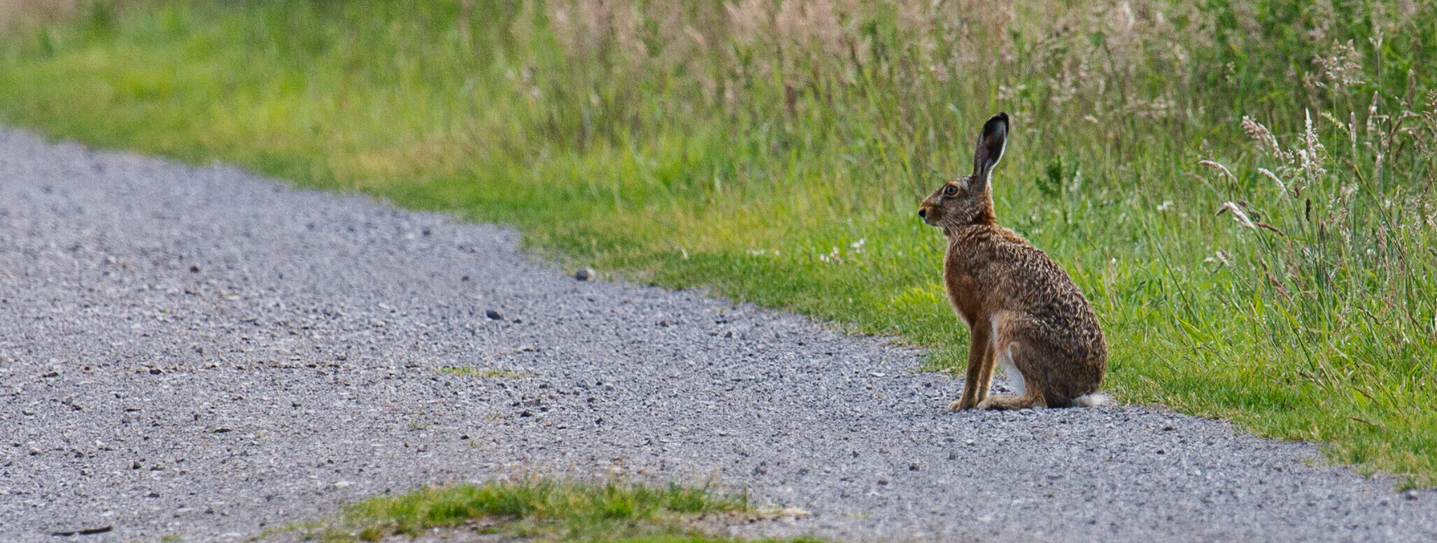 A brown hare is sitting by the side of the path.