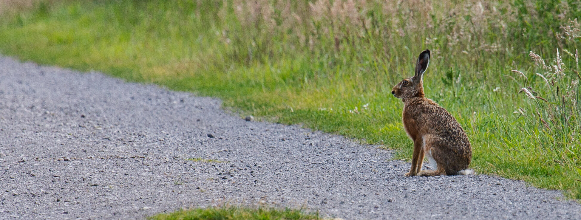 Ein Feldhase sitzt am Wegesrand.