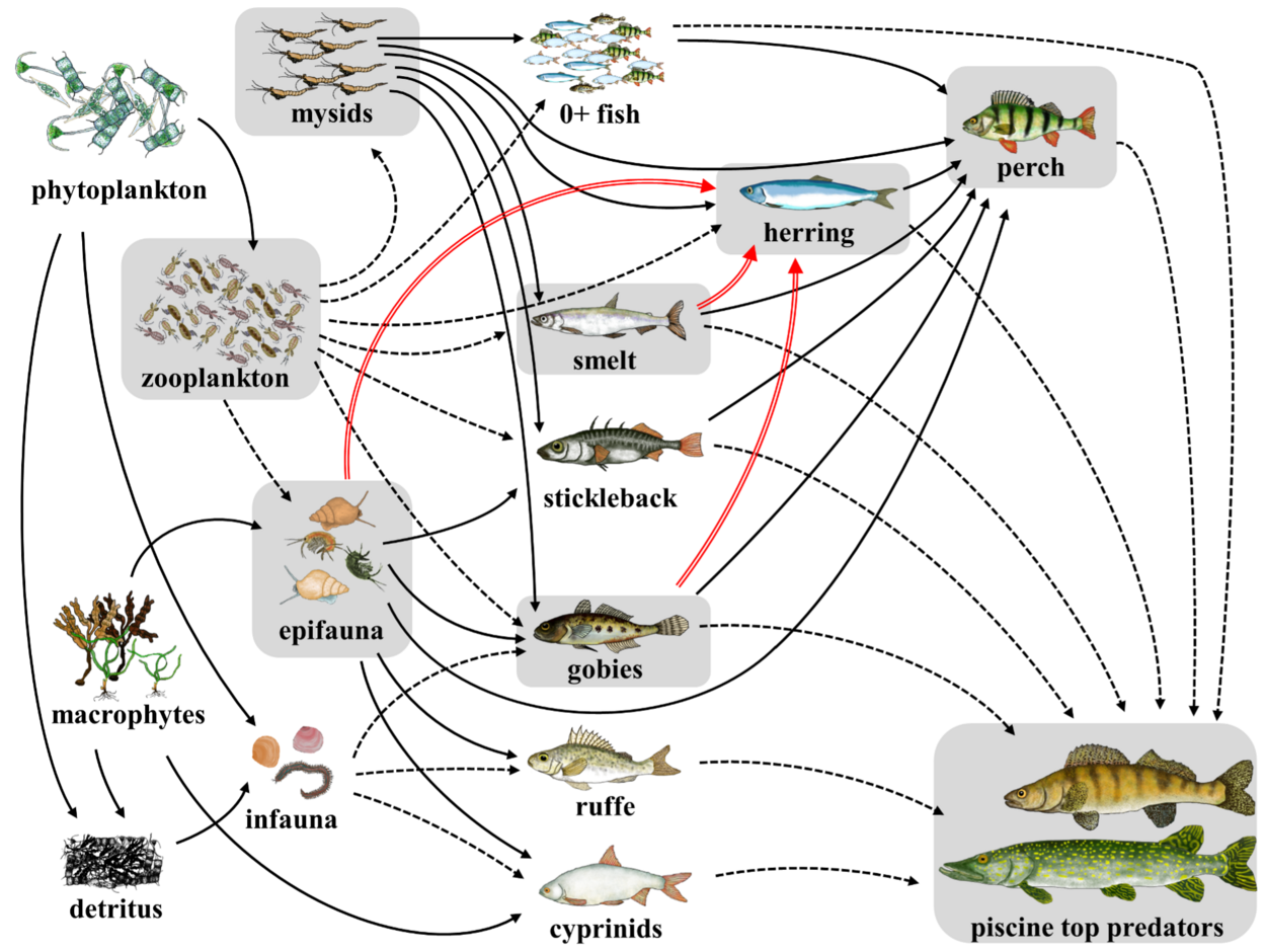 Die Grafik zeigt mit Bildern und Pfeilen die komplizierte Beziehung zwischen Fischen und ihrer Nahrung