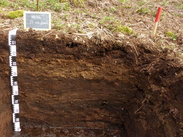 [Translate to English:] Peat soil profile of a drained peatland, which originally was treeless (peat horizons without wood). Kleiner Buxpfuhl in Brandenburg. 