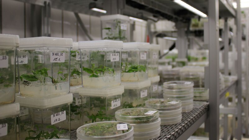 On a metal shelf are various culture vessels, including beakers with a square base and Petri dishes in which small plants grow. They grow on a nutrient medium.