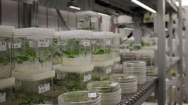 On a metal shelf are various culture vessels, including beakers with a square base and Petri dishes in which small plants grow. They grow on a nutrient medium.