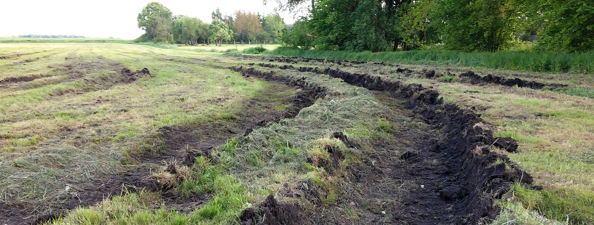 Grünland auf entwässerten Moorböden. 