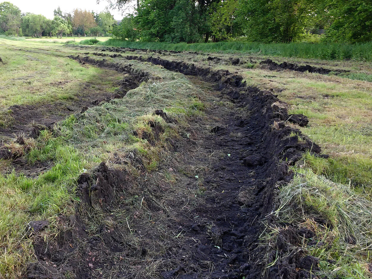 Grünland auf entwässerten Moorböden. 