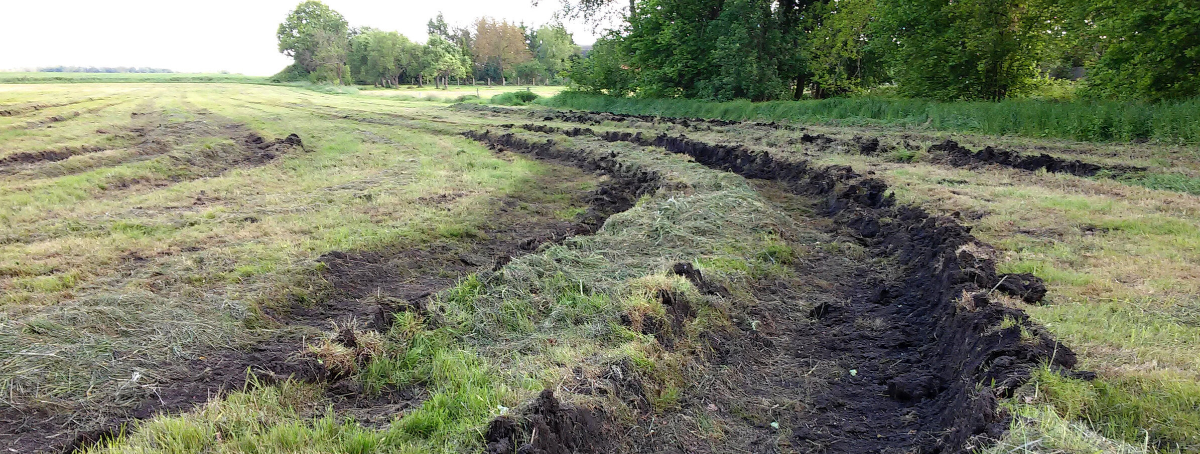 Grünland auf entwässerten Moorböden. 
