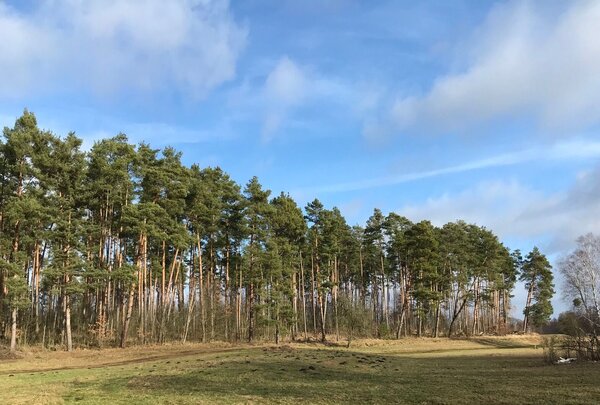 The photo shows a view of a Scots pine (Pinus sylvestris) forest in Brandenburg, Germany 