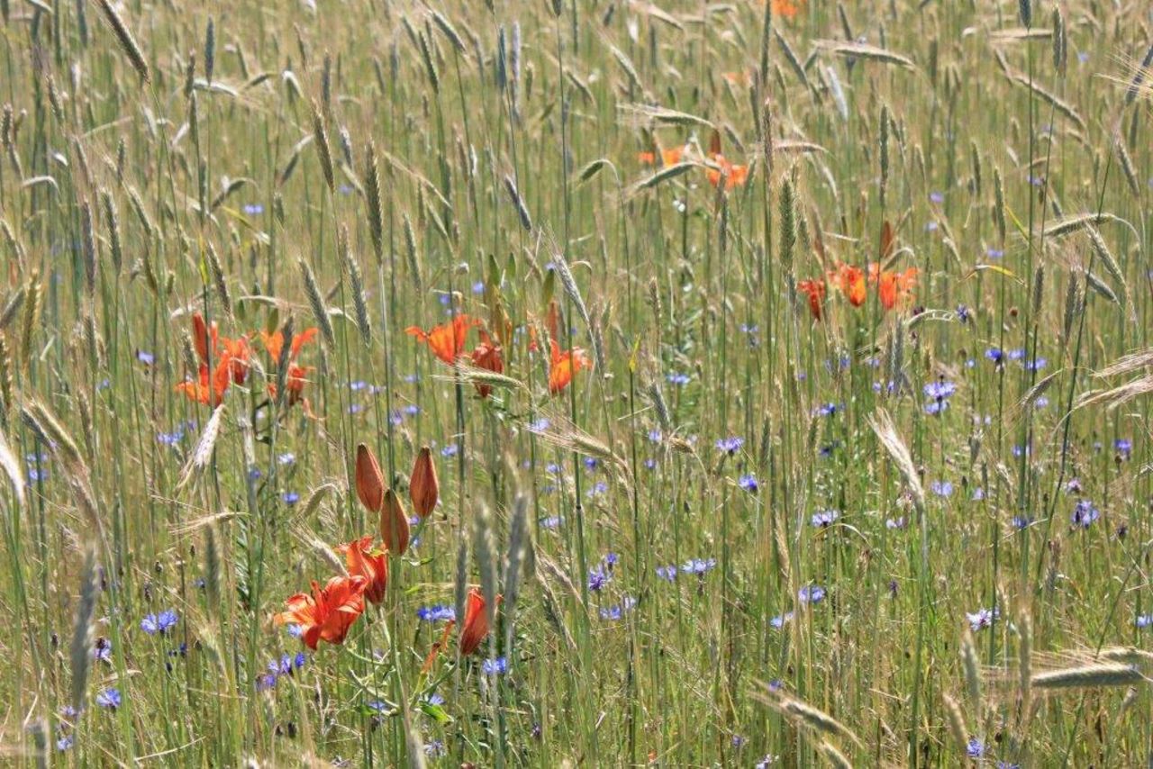 Biodiversity on arable land supported by Rural Development Programmes