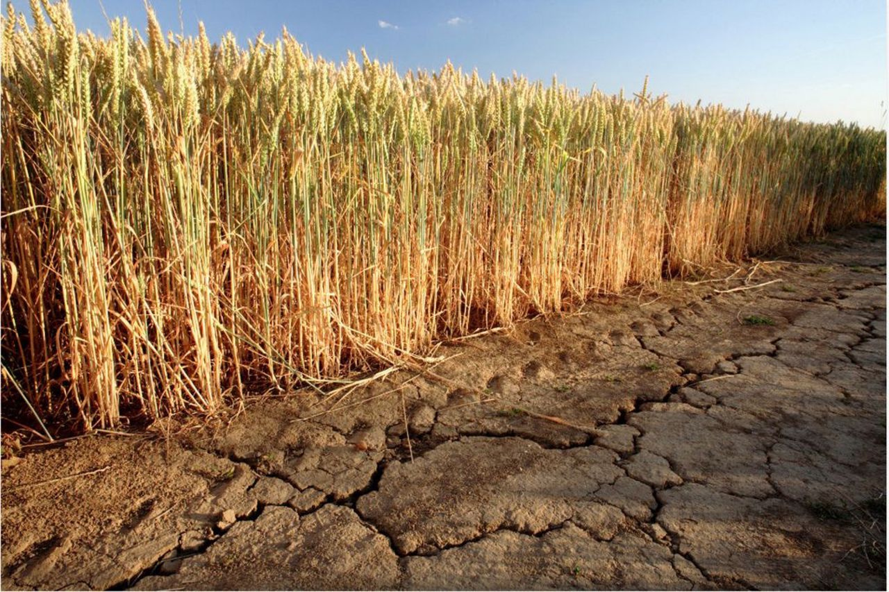 Grain field with parched soil