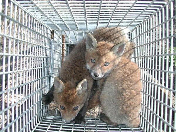 Jungfüchse in der Eberswalder Jungfuchsfalle