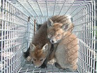 Jungfüchse in der Eberswalder Jungfuchsfalle