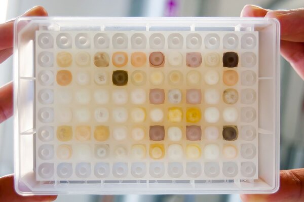 Deepwellplatte für das Screening von Mikroorganismen