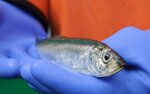 Ein Hering liegt auf dem blauen Handschuh eines Fischers.