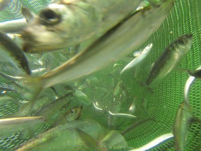 Unterwasseraufnahme: gefangene Heringe in einem Netz
