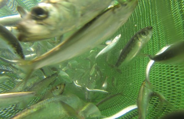Unterwasseraufnahme: gefangene Heringe in einem Netz