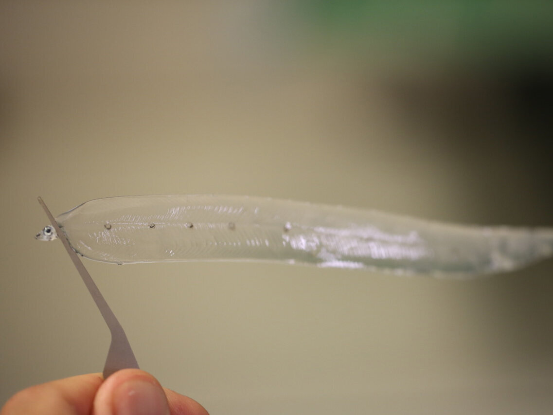 Eine große, durchsichtige Weidenblattlarve aus der Familie der Meeraale.