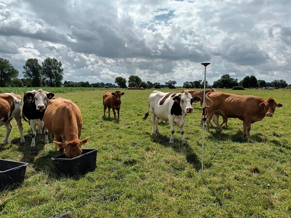 This former farmland is now used as pasture. 