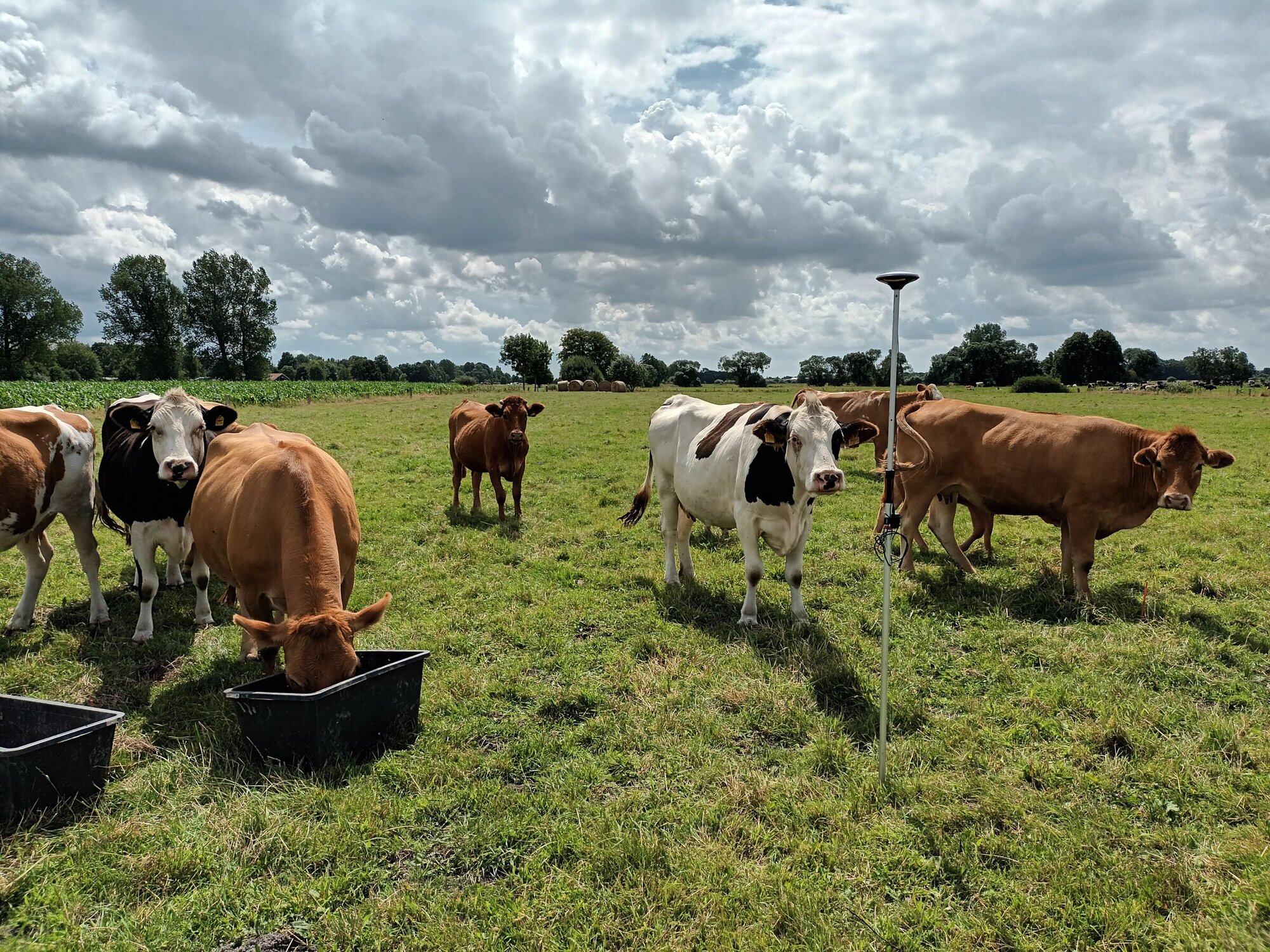 Dieser ehemalige Acker wird mittlerweile als Weide genutzt. 