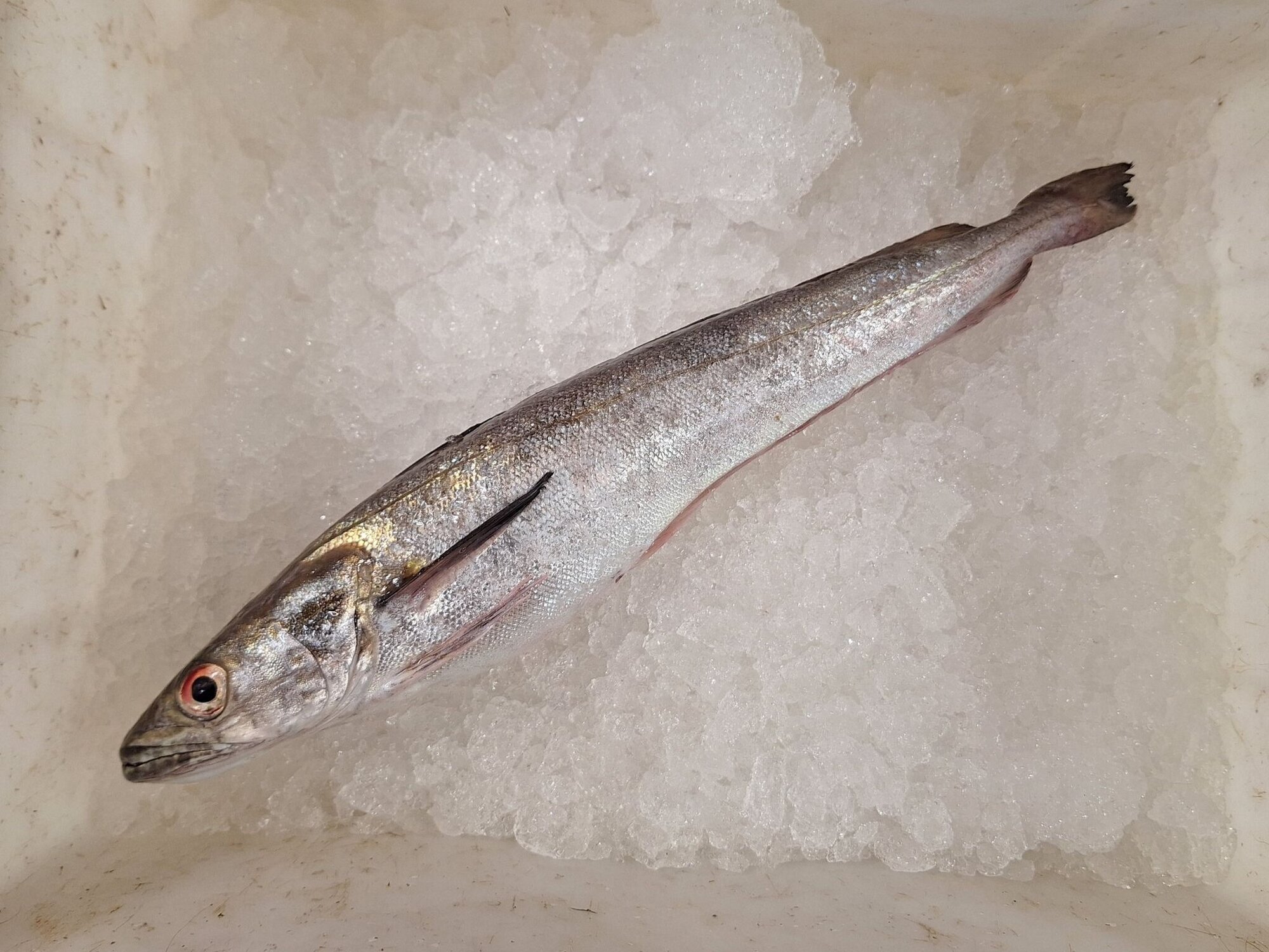 Ein gefangener Seehecht.