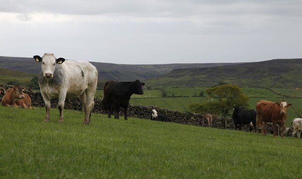 Rinder auf einer Weide Auf dem Bild ist eine Wiese zu sehen, auf der Rinder grasen
