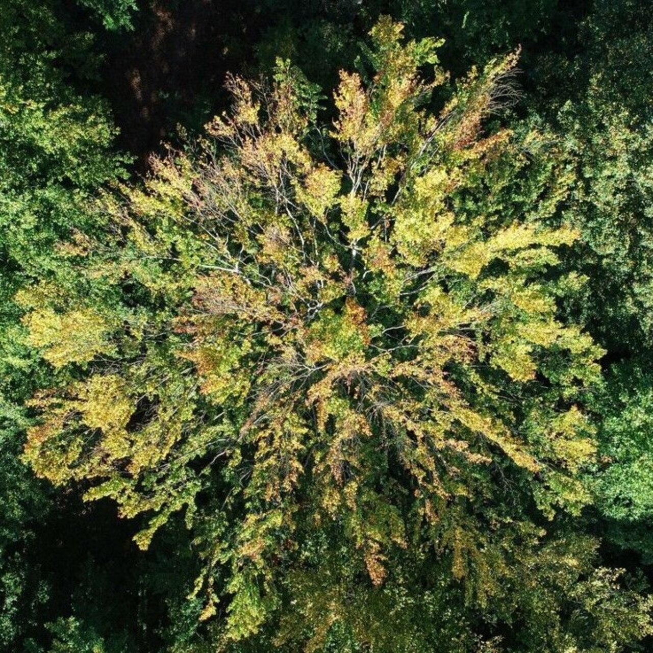 Drone image of a tree with significant crown thinning