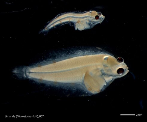 diverse developmental stages of the Limande
