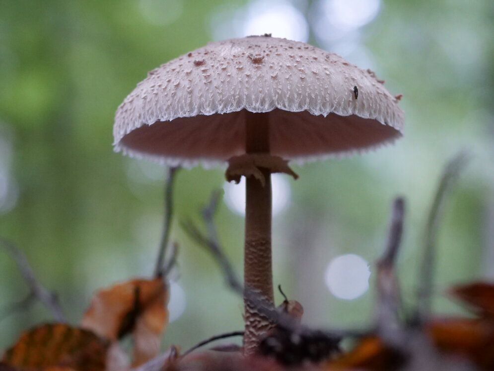 Großaufnahme Schirmpilz